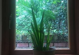 The Hyde Dovecote, Kinver.