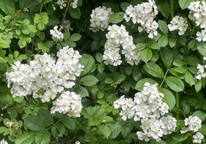 The McIndoe Falls Inn