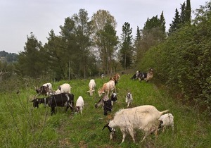 The Poggio delle Capre farm