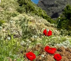 THE POPPIES Guest House - 100m Ocean - Private Spaces