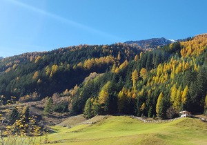 Top 1 - House Alpenrose