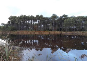 Village Sous Les Pins Les Arbousiers A18