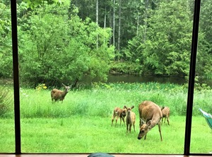 Cottage Of Tranquility | Salt Spring Island