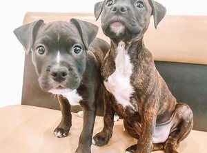 Backpackers | Paddington