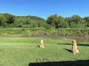 Blakley Hobbit Spot | Viroqua