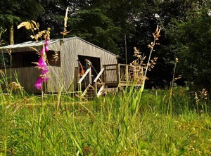 The Forest | Noues de Sienne