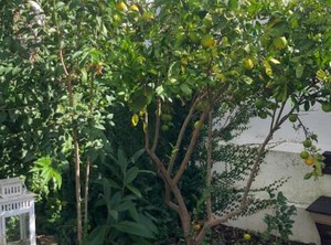Garden | Alfama