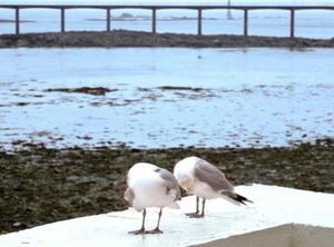 Roscoff Persons | Roscoff