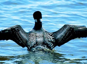 Gull Haven | Lake Shore