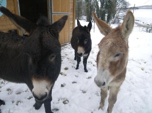 La Boulonne | Festigny