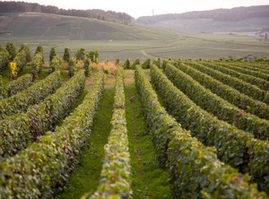 La Boulonne | Festigny