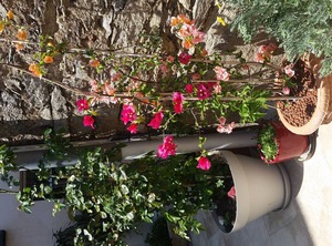 La Sarrazine | La Garde-Freinet