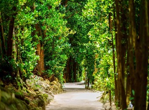 Matayoshi Coffee Farm | Gesashi