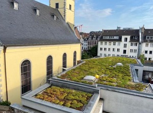 Andreas | Dusseldorf Old Town