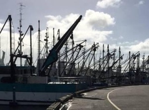 The Shark | Port Lincoln