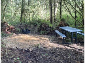 Tent Site Forested Property | Forks