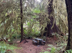 Tent Site Forks | Forks
