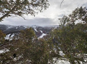 Tyrola | Thredbo