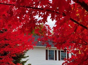 Williston Village Inn | Williston North