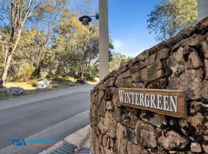 Wintergreen | Thredbo