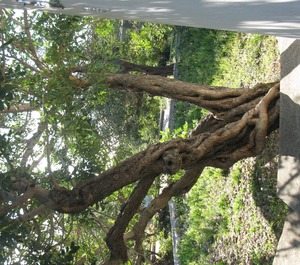 Apartments Bako Komiza