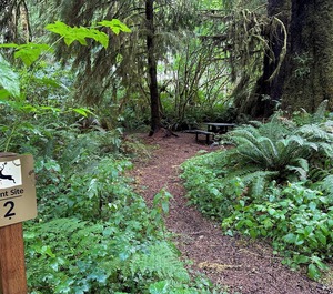 Tent Site Forks 