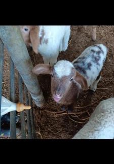 Ramat Negev Other | חוות קשואלה Kashuela Farm