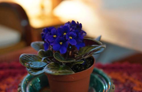 Sha'al Apartment | מיקאסה