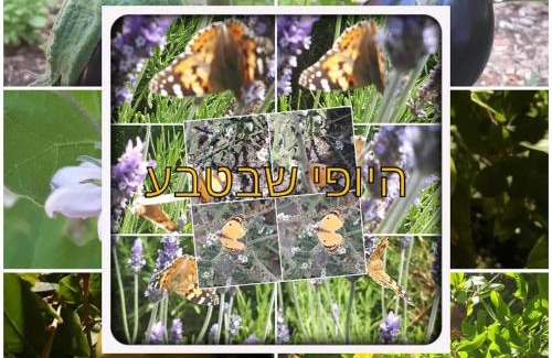 Tsiv'on Apartment | צימרים מול הר מירון בצבעון בגליל העליון אורלי ומאיר,למשפחות ולזוגות