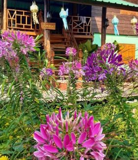 Pua House | ชมนาโฮมสเตย์บ้านนาคำ