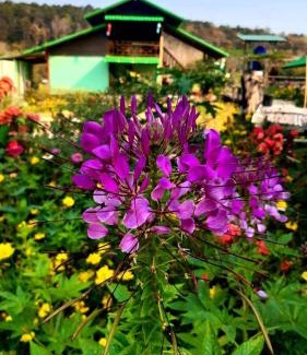 Pua House | ชมนาโฮมสเตย์บ้านนาคำ