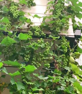 Nishinippori Villa | 東京吉久花園旅舘