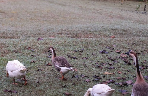 Chiang Dao Cabin | 1-br Cozy Rice Barn With Large Terrace