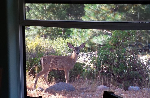 Mount Shasta House | 190-270/night for Country Elegance!