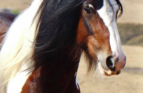 Gundaroo House | 1BR bungalow farmstay. Located 40mins north of Canberra