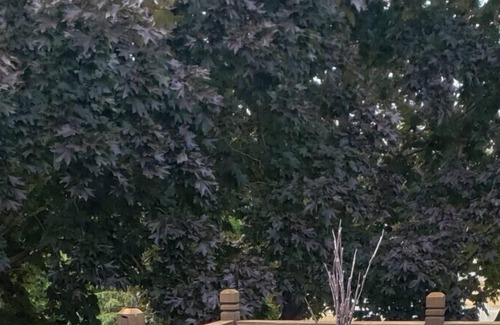 Maplewood House | 2 amazing home with a cabin!