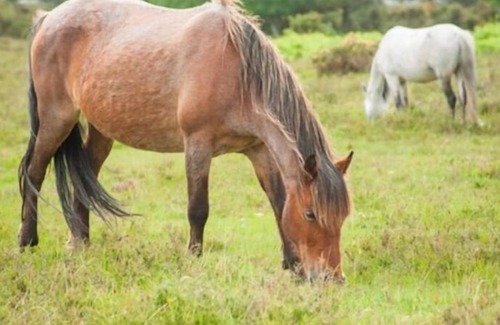 Winchester Cabin | 2 Bedroom, Luxury Woodland Lodge (sleeps 4)
