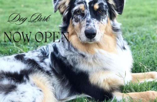 Guntersville Apartment | 3 Bearly Working Luxury Tiny House Firepit Mins to Lake Guntersville