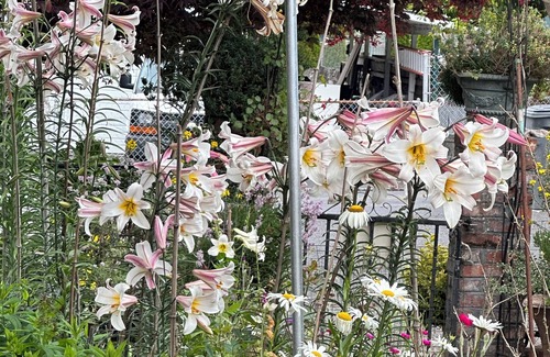 Des Moines House | 3-Bedrooms-5PAX-Helen’s Garden House🏡Minutes from airport@Des Moines~Seattle,WA.