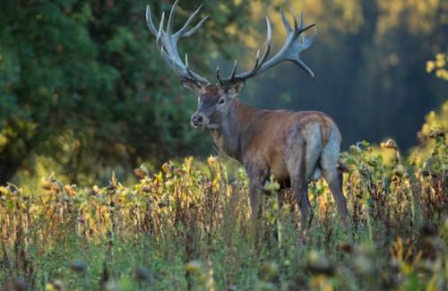 Longhope House | 3 Guests - Pet Friendly - Grid Tree-House