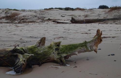 Tversted House | 4 person holiday home in Bindslev