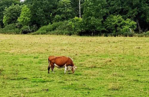 Torshalla House | 4 person holiday home in TORSHÄLLA-By Traum