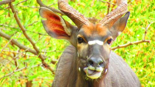 Madibeng Apartment | 5 Sleeper Bushcamp Chalet Hartbeespoort