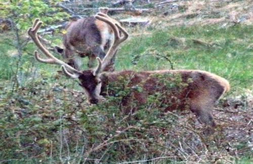 Bedsted House | 6 person holiday home in Bedsted Thy-By Traum