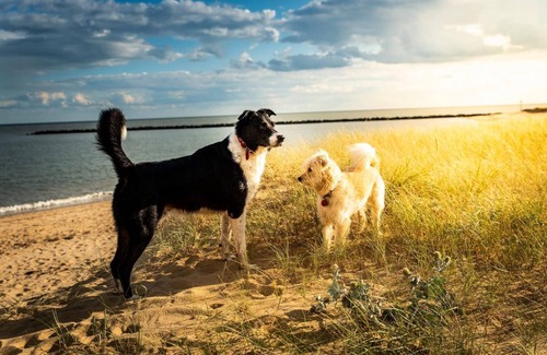 Clacton-on-Sea House | 8 berth caravan at Martello Beach Holiday Park in Essex ref 29001G