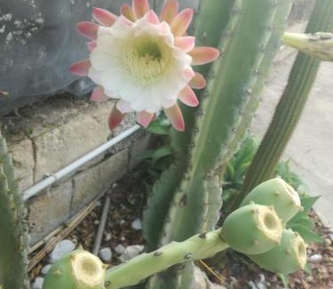 San Lorenzo House | A Due Passi Dal Mare