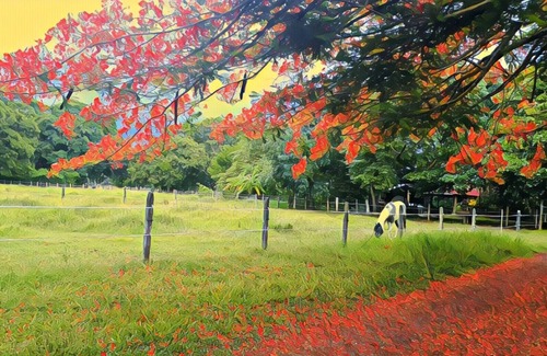 Rio Seco Bed & Breakfast | A Tropical Paradise - Painted Pony Ranch B&B just 25 minutes to Pacific Beaches