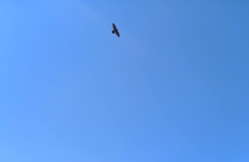 Northeast Bellevue House | A two Kitchen Home in Walking distance to Crossroad Park/Mall, near Microsoft HQ