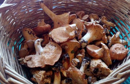 Vilamos Apartment | Acogedor estudio en Vilamós, Lleida