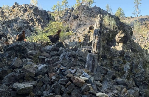 Deschutes River Woods Apartment | Adorable tiny home cozied up to lava rock!
